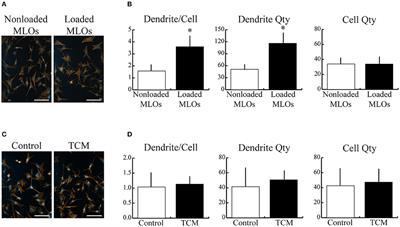 Mechanically-Loaded Breast Cancer Cells Modify Osteocyte Mechanosensitivity by Secreting Factors That Increase Osteocyte Dendrite Formation and Downstream Resorption